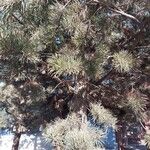 Pinus nigraFulla