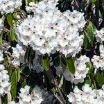 Rhododendron uvariifolium Flor
