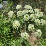 Heracleum sphondyliumЦвят