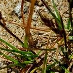 Poa alpina Leaf