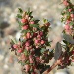 Euphorbia maculata Ffrwyth