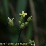 Camelina microcarpa 花