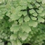 Adiantum tenerum 葉