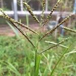 Paspalum scrobiculatum Blüte