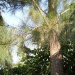 Casuarina cunninghamiana叶