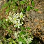 Clematis ligusticifolia Цветок