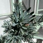 Podocarpus macrophyllus 叶
