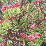 Crassula sarcocaulis Flower