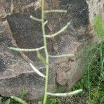 Brassica procumbens Blomma