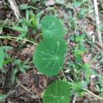 Tropaeolum minus Folla