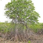 Rhizophora stylosa Habit