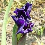 Iris pumila Blomma
