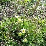 Anemone decapetala Habit