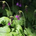 Primula matthioli Flower