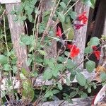 Salvia microphylla পাতা