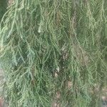 Juniperus flaccida Лист