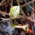 Viola palustris Λουλούδι