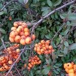 Pyracantha coccinea 果