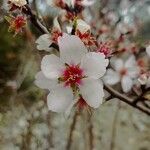 Prunus amygdalus 花