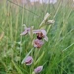 Ophrys apiferaFlower