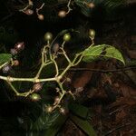Cissus biformifolia
