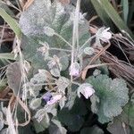 Erodium malacoides Kvet