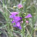 Penstemon strictus 整株植物