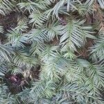 Taxus baccata Hoja