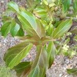 Cornus hongkongensis Foglia