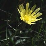 Scorzonera aristata Flower