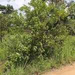 Mussaenda arcuata Habit
