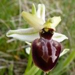 Ophrys arachnitiformis മറ്റ്