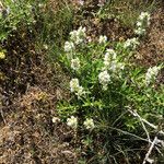 Thymus thracicus Leaf