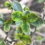 Myrsine africana Likasa