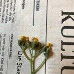 Pilosella piloselloides Blomst