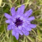 Catananche caerulea Virág