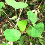 Macaranga paxii Hoja