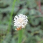 Eleocharis elegans Blomst