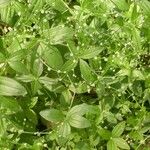 Galium circaezans عادت