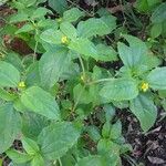 Synedrella nodifloraFlower