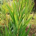 Iris domestica Blad