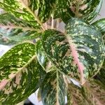 Aglaonema costatum Blatt