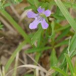 Dyschoriste linearis Flor