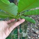 Anacardium excelsum Кора