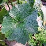 Ranunculus cortusifolius Leaf