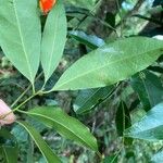 Ocotea acutifolia Hoja