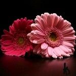 Gerbera viridifolia Flor