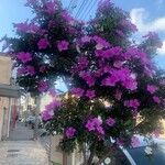 Tibouchina urvilleanaFloro