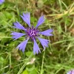 Centaurea cyanusBlüte