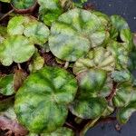 Begonia hydrocotylifolia Ліст